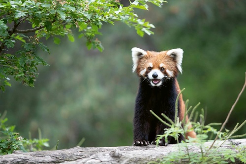 Vliesová fototapeta Smejúca sa panda červená 375 x 250 cm