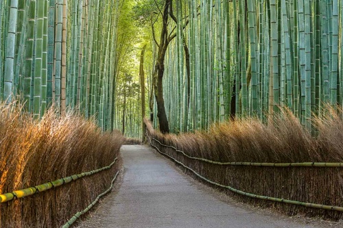 Vliesová fototapeta Bambusový chodník v Japonsku 375 x 250 cm