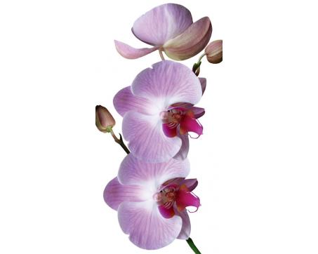 FL-85-015 Samolepiace fototapety na podlahu Orchidea - 85 x 170 cm